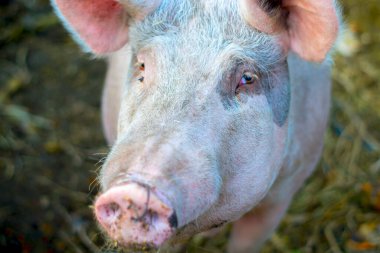 Ahırda bir domuzun burnuna yakın çekim. Domuz gözleri insanlarınkine çok benzer..