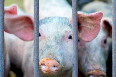 Çiftlikteki küçük domuzcuk. Bir grup memeli kapalı alanda bekliyor. Ahırdaki domuz. Gözlerinizi kapatın ve bulanıklaştırın.