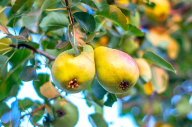 Armut ağacına yakın durun. Armut dalına taze armut. Doğal ortamda organik armutlar. Yaz bahçesinde armut hasatı..