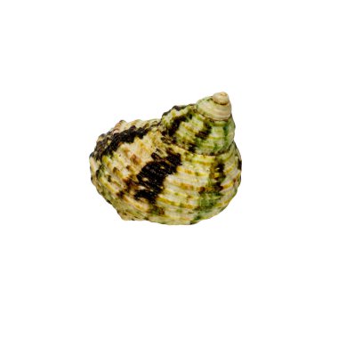 İzole edilmiş beyaz arkaplanda deniz kabuğu.