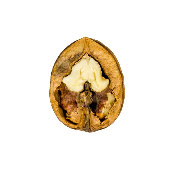 Walnut Close Fundo Isolado Branco — Fotografia de Stock