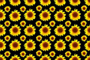 Siyah arka planda çiçek açan ayçiçekleri. Şablon, afiş, arkaplan, doku, kartpostal, tabela.