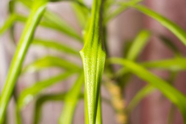 Çiğ taneli Yucca palmiyeleri.