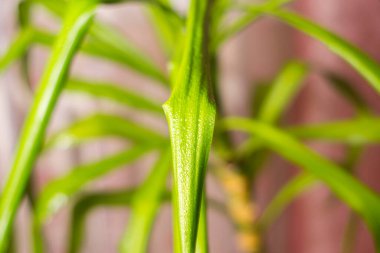 Çiğ taneli Yucca palmiyeleri.