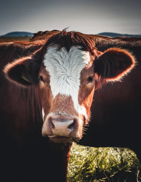 İskoçya 'da beyaz yüzlü brwon ineğinin portresi