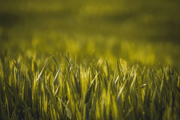 Genç yeşil gras tarlası yaz mevsiminde büyüyor.