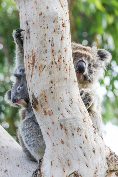Avustralya 'da ağaçta bebekle Uykucu Coala
