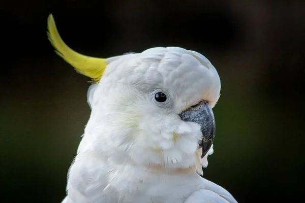 Australian cockatoo parrot in portrait — ストック写真