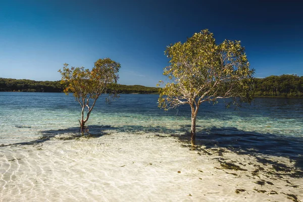 Mckenzie Gölü 'nün berrak sularındaki ağaçlar.