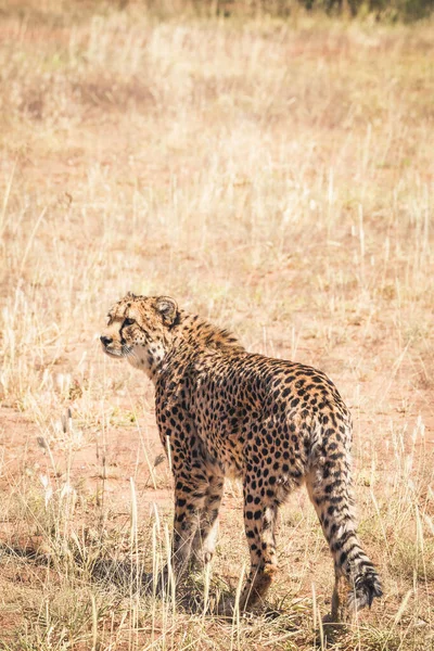 Гепард в степи Намибии — стоковое фото