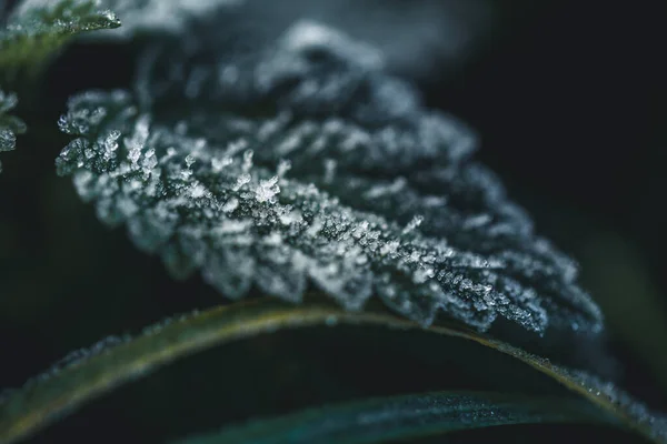 Cristales de hielo en hoja verde en la mañana de otoño — Foto de Stock