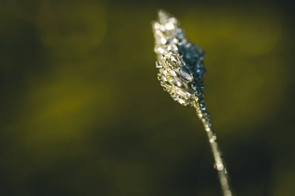 Sabah güneşi altında su damlaları olan donmuş bir tahıl.