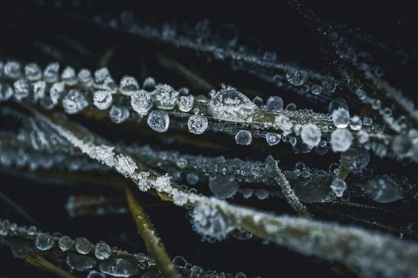 Bir sonbahar sabahı, donmuş su damlaları yeşil gras üzerine kapanır.