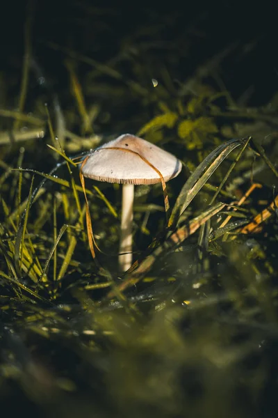 Huysuz renklerde yeşil gras arasında mantar