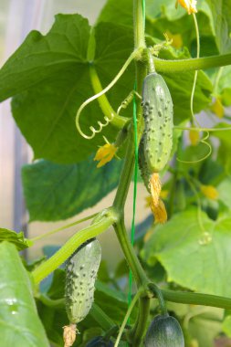 Sarı çiçekli genç bir salatalık. Yapraklardan oluşan bir arka planda doku örneği sulu taze salatalık yakın plan makrosu. Bir seradaki bir dalda sebze yetiştirmek için tarlada sebze yetiştiriyorlar.. 