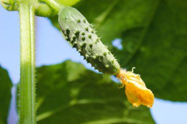 Sarı çiçekli genç bir salatalık. Yapraklardan oluşan bir arka planda doku örneği sulu taze salatalık yakın plan makrosu. Bir seradaki bir dalda sebze yetiştirmek için tarlada sebze yetiştiriyorlar.. 