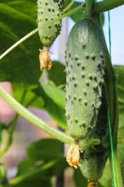 Sarı çiçekli genç bir salatalık. Yapraklardan oluşan bir arka planda doku örneği sulu taze salatalık yakın plan makrosu. Bir seradaki bir dalda sebze yetiştirmek için tarlada sebze yetiştiriyorlar.. 