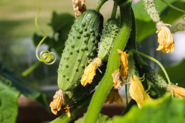 Jonge Komkommer Met Gele Bloemen Textuur Patroon Sappige Verse Komkommer — Stockfoto