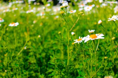 Çiçek açan tıbbi papatya çiçekleri. Papatya çiçekleri, tarla çiçekleri. Alan geniş arka plan. Yaz Papatyaları. - Evet. Alternatif tıp. Bahar çiçeği arka planı. Güzel çayır