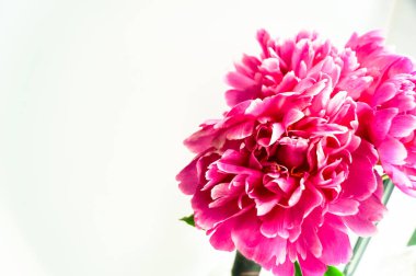 Bahar sınırı, yaz tabelası. Mor pembe şakayıklar beyaz arka planda çiçek açarlar. Yaz ve bahar tebrik kartı. Kadınlar günü konsepti. Uzayı metin için kopyala. Güzel doğa sahnesi. İlkbahar.