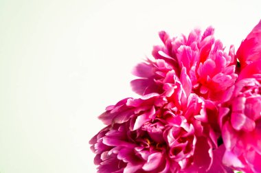 Bahar sınırı, yaz tabelası. Mor pembe şakayıklar beyaz arka planda çiçek açarlar. Yaz ve bahar tebrik kartı. Kadınlar günü konsepti. Uzayı metin için kopyala. Güzel doğa sahnesi. İlkbahar.