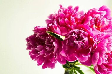 Bahar sınırı, yaz tabelası. Mor pembe şakayıklar beyaz arka planda çiçek açarlar. Yaz ve bahar tebrik kartı. Kadınlar günü konsepti. Uzayı metin için kopyala. Güzel doğa sahnesi. İlkbahar.