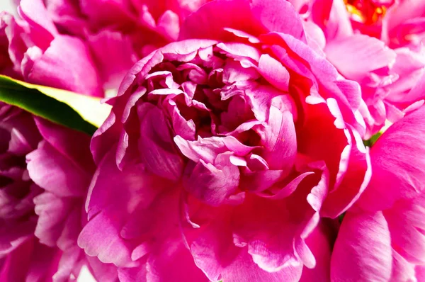 Весняний Кордон Літній Банер Фіолетові Рожеві Півонії Цвітуть Білому Тлі — стокове фото