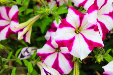 Petunya tencerede. Renkli petunya hibridasıyla dolu renkli bir çiçek tarhı. Bahçeye çiçek ekin. Yaz çiçeği konsepti. İzole edilmiş, kapatın.