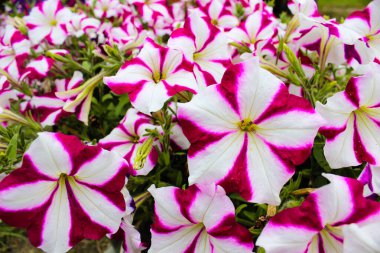 Petunya tencerede. Renkli petunya hibridasıyla dolu renkli bir çiçek tarhı. Bahçeye çiçek ekin. Yaz çiçeği konsepti. İzole edilmiş, kapatın.