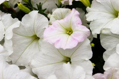 Petunya tencerede. Renkli petunya hibridasıyla dolu renkli bir çiçek tarhı. Bahçeye çiçek ekin. Yaz çiçeği konsepti. İzole edilmiş, kapatın.