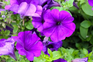 Petunya tencerede. Renkli petunya hibridasıyla dolu renkli bir çiçek tarhı. Bahçeye çiçek ekin. Yaz çiçeği konsepti. İzole edilmiş, kapatın.