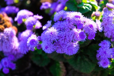 Güzel mavi çiçekler ageratum houstonianum ya da diş ipi çiçeği bir sürü mavi çiçek ve yeşil. Bahçede diş ipi çiçeği. Yaz kavramı. Liliac çiçekleri. İzole edilmiş, kapatın..