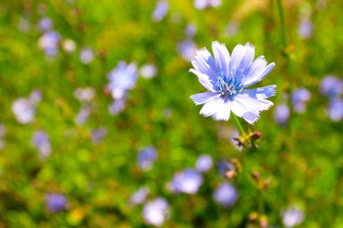 Yaygın hindiba (Cichorium intybus). Doğal bir arka planda mavi hindiba çiçekleri. Bahçede daimi şifalı bitki var. Mavi renkli hindiba çiçekleri yazın kapanıyor. İzole edilmiş, kapatın.