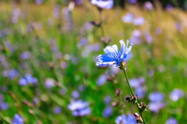 Yaygın hindiba (Cichorium intybus). Doğal bir arka planda mavi hindiba çiçekleri. Bahçede daimi şifalı bitki var. Mavi renkli hindiba çiçekleri yazın kapanıyor. İzole edilmiş, kapatın.
