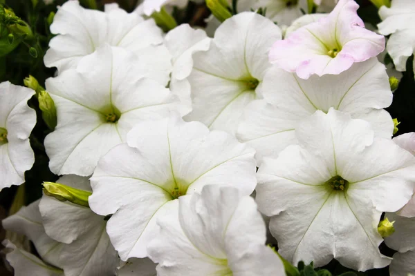 Petunya tencerede. Renkli petunya hibridasıyla dolu renkli bir çiçek tarhı. Bahçeye çiçek ekin. Yaz çiçeği konsepti. İzole edilmiş, kapatın.