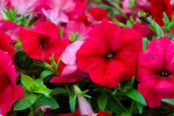 Petunien Topf Blumenbeet Mit Buntem Bild Voller Bunter Petunien Hybriden — Stockfoto