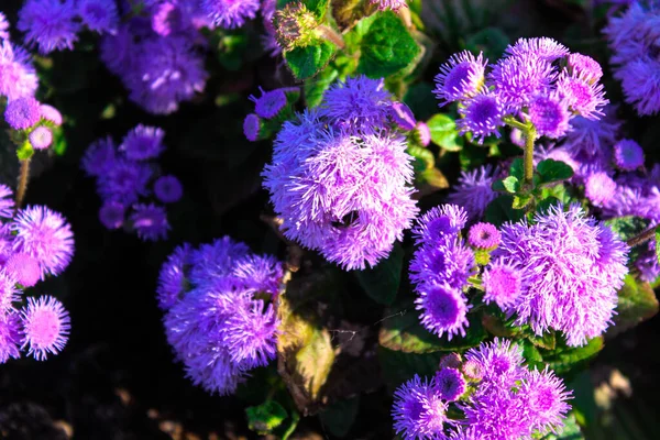 Beautiful Blue Flowers Ageratum Houstonianum Floss Flower Many Blue Flowers — Stock Photo, Image