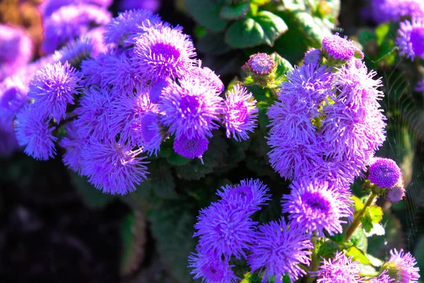 Beautiful Blue Flowers Ageratum Houstonianum Floss Flower Many Blue Flowers — Stock Photo, Image