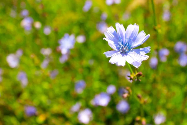 Yaygın hindiba (Cichorium intybus). Doğal bir arka planda mavi hindiba çiçekleri. Bahçede daimi şifalı bitki var. Mavi renkli hindiba çiçekleri yazın kapanıyor. İzole edilmiş, kapatın.