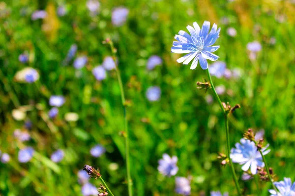 Cykoria Zwyczajna Cichorium Intybus Niebieskie Kwiaty Cykorii Naturalnym Tle Wieloletnia — Zdjęcie stockowe
