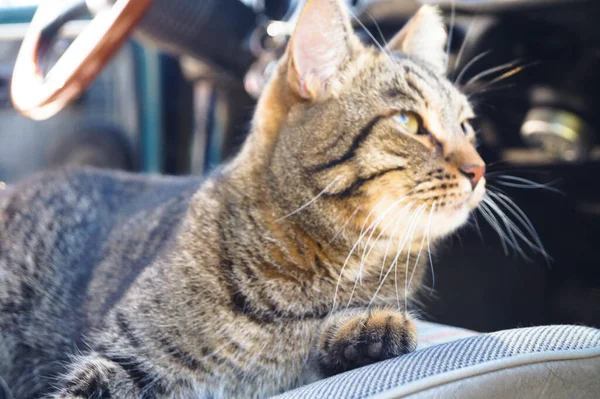 Beautiful tabby cat is sitting in a car seat, pet feeling comfortable and relaxed. Train your cat to travel together. Reducing kitten stress during car rides inside a car. Travel with pets