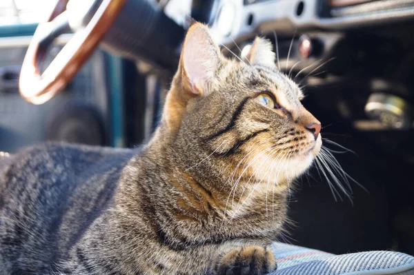 Beautiful tabby cat is sitting in a car seat, pet feeling comfortable and relaxed. Train your cat to travel together. Reducing kitten stress during car rides inside a car. Travel with pets