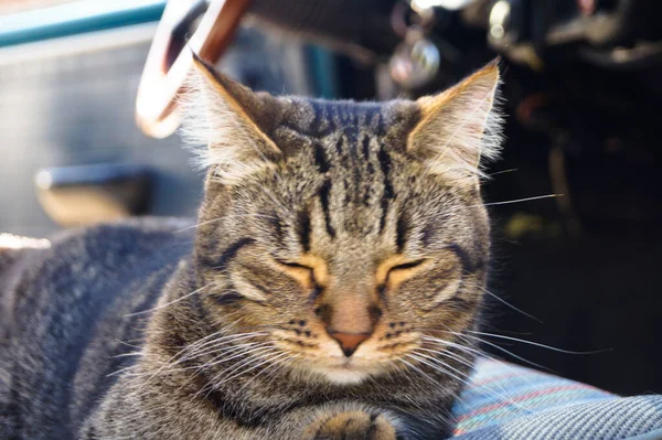 Beautiful tabby cat is sitting in a car seat, pet feeling comfortable and relaxed. Train your cat to travel together. Reducing kitten stress during car rides inside a car. Travel with pets