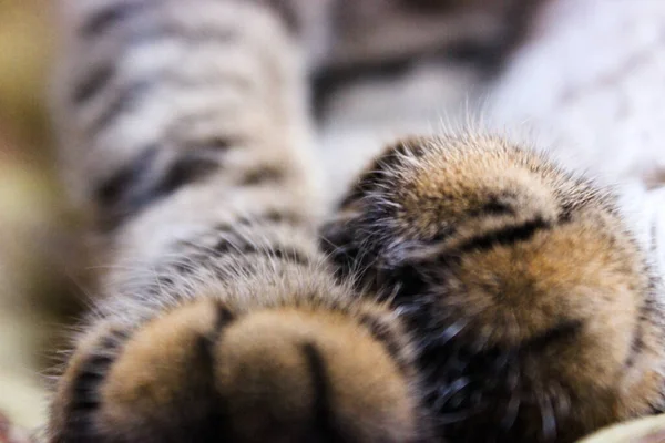 Close up shot of a cat's paws. Furry paws of a brown tabby cat. Pets concept. Isolated