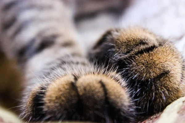 Close up shot of a cat\'s paws. Furry paws of a brown tabby cat. Pets concept. Isolated