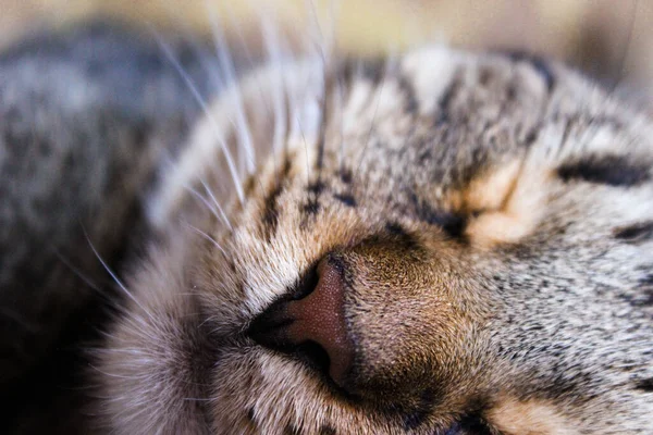 Portretul Pisicii Tabby Maro Ochi Mari Verzi Fundal Frumos Pentru — Fotografie, imagine de stoc