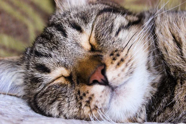 Portretul Pisicii Tabby Maro Ochi Mari Verzi Fundal Frumos Pentru — Fotografie, imagine de stoc