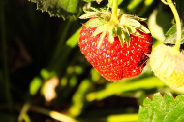 Taze toplanmış çileklerin arka planı, tam üstte. Güzel ve sulu çilekli bir yaz fotoğrafı. Taze organik böğürtlen makrosu. Kırmızı olgun. Yaklaş, izole edilmiş.. 
