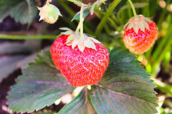 Hintergrund Von Frisch Geernteten Erdbeeren Direkt Darüber Sommerfoto Mit Schönen — Stockfoto