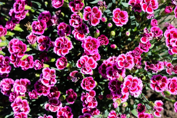 Fundo Floral Feito Cravo Jardim Rosa Florescendo Macro Vista Flor — Fotografia de Stock